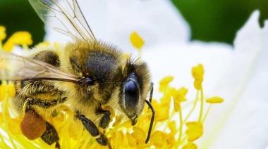20 de mayo. Día Mundial de las Abejas