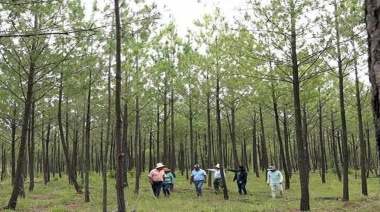 Alianza indígena convierte una zona árida en un bosque de 20 millones de árboles en México