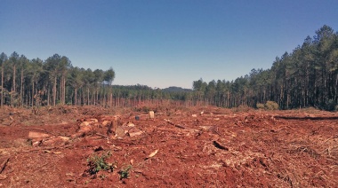 La forestal Arauco, el monocultivo de árboles y el Pueblo Mbya Guaraní de pie
