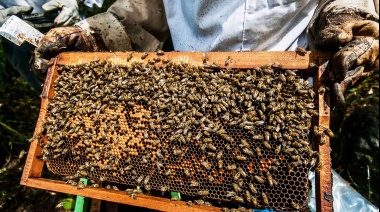 Zeas Apícola: el emprendimiento que protege a las abejas