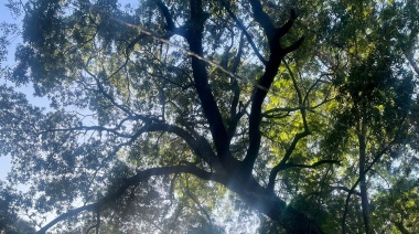 Vecinos de San Vicente, defensores del Ambiente, promovieron un Amparo Judicial y presentan pedido de Expropiación para detener la destrucción y defender uno de los últimos Bosques Urbanos de Asunción
