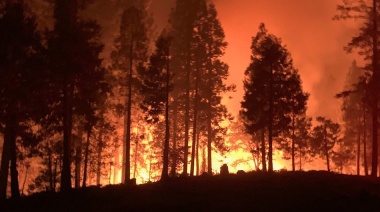 El cambio climático y la alta demanda de madera presionan cada vez más a los bosques