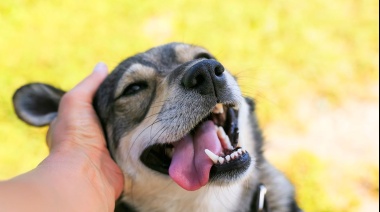 Perros huelen estrés humano y eso altera su comportamiento