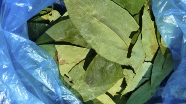 Coca, cocaína, narcotráfico y prohibición de consumo de la hoja de coca
