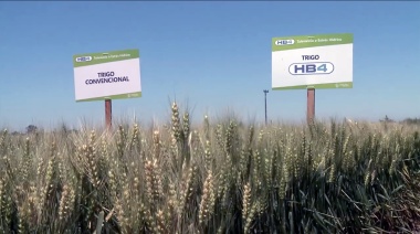 Trigo transgénico, pan con veneno y más espejos de colores