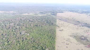 Cifras de la deforestación: impacto y consecuencias