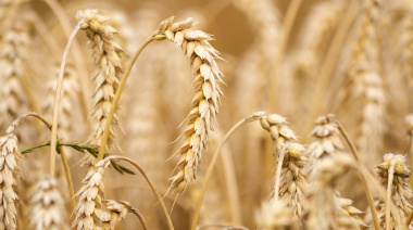 Egipto: exportaciones agrícolas vs. condiciones laborales
