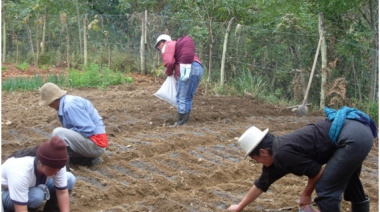 La Minga y el trabajo voluntario: herencia, tradición y práctica bien Latina