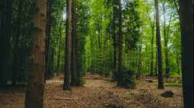 Reforestar con criterios sostenibles podría capturar casi 40 gigatoneladas de carbono para 2050