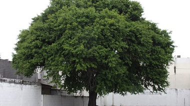 Ébano, África herida pero viva