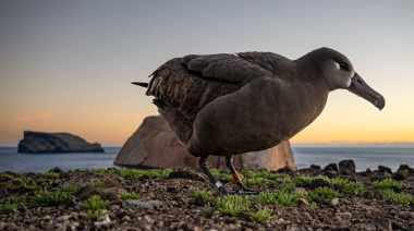 El regreso de los albatros: México lidera la restauración de sus islas y su biodiversidad