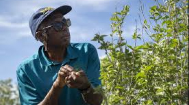 Cascarilla: una iniciativa en Bahamas busca asegurar la explotación sostenible de un recurso clave para la industria de bebidas