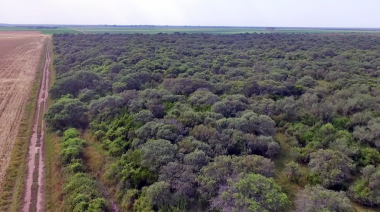 Efecto borde: un factor soslayado de la deforestación que genera degradación “invisible” de bosques nativos