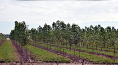 Caazapá en disputa: eucaliptos, negocios “verdes” y territorios en riesgo