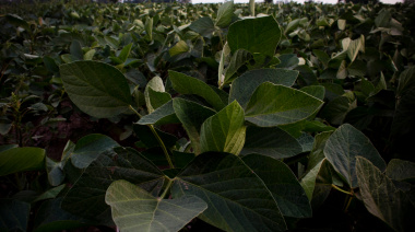 A 30 años de la primera soja transgénica: un experimento masivo a cielo abierto