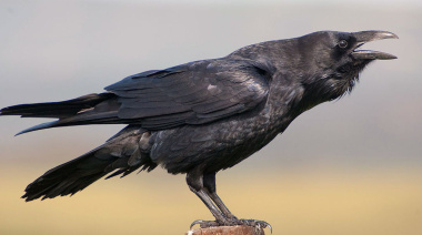¿Los cuervos son inteligentes? Todo indica que sí