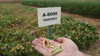 Día Internacional de Oposición a los Transgénicos: semillas en disputa en Paraguay