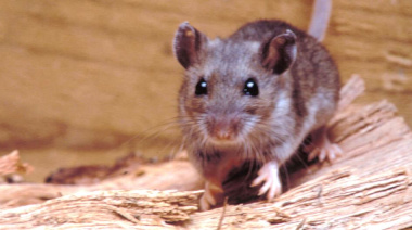 Hantavirus: qué es, cómo se transmite y por qué preocupa a las autoridades sanitarias