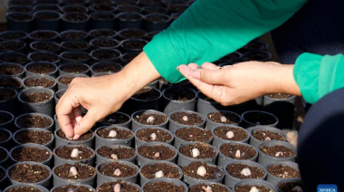 Mujeres de Amazonía brasileña impulsan bioeconomía sostenible con apoyo de ciencia y saberes tradicionales