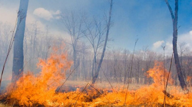 Calidad sobre cantidad: salvar los bosques significa proteger ecosistemas, no solo plantar árboles
