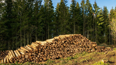 Construcción, energía, carbono: el renacer de la industria forestal como motor de la transición verde en Europa