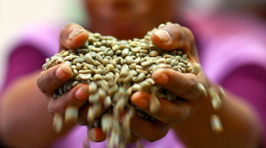 El clima y la producción concentrada disparan la volatilidad de los precios del café, el cacao y el té