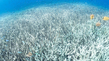 El calor de los océanos alcanzó un máximo histórico en julio en medio de múltiples extremos climáticos