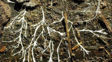 La tierra tiene un “sistema circulatorio” oculto