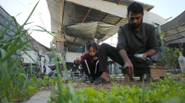 Solo el 3% de las tierras agrícolas en Gaza sigue siendo accesible y no está dañado