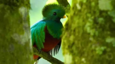 Día Nacional del Quetzal, Guatemala honrará a su ave símbolo