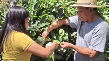 Honduras: cooperativas y técnicos buscan anticipar el impacto de la sequía en los cafetales