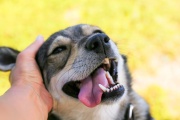 Perros huelen estrés humano y eso altera su comportamiento