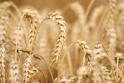 Egipto: exportaciones agrícolas vs. condiciones laborales