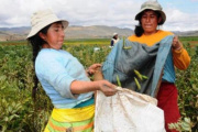 Mujeres migrantes sostienen la cosecha en Chile en medio de precariedad laboral