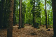 Reforestar con criterios sostenibles podría capturar casi 40 gigatoneladas de carbono para 2050