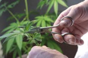 Cannabis sin límites de THC podría doblar recaudación del país