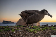 El regreso de los albatros: México lidera la restauración de sus islas y su biodiversidad