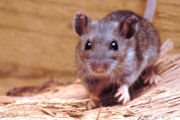 Hantavirus: qué es, cómo se transmite y por qué preocupa a las autoridades sanitarias