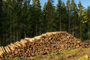 Construcción, energía, carbono: el renacer de la industria forestal como motor de la transición verde en Europa