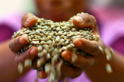 El clima y la producción concentrada disparan la volatilidad de los precios del café, el cacao y el té
