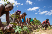 República Dominicana: cuando el campo deja de hablar creole, la canasta básica se tambalea