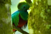 Día Nacional del Quetzal, Guatemala honrará a su ave símbolo