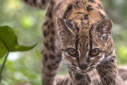 Descubren en Bolivia una nueva especie de felino, la primera descrita en más de un siglo