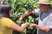 Honduras: cooperativas y técnicos buscan anticipar el impacto de la sequía en los cafetales