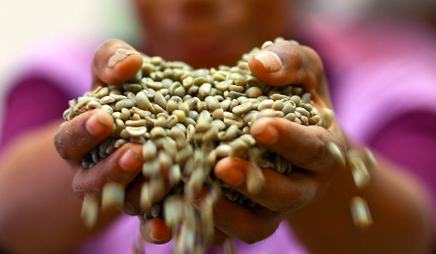 El clima y la producción concentrada disparan la volatilidad de los precios del café, el cacao y el té